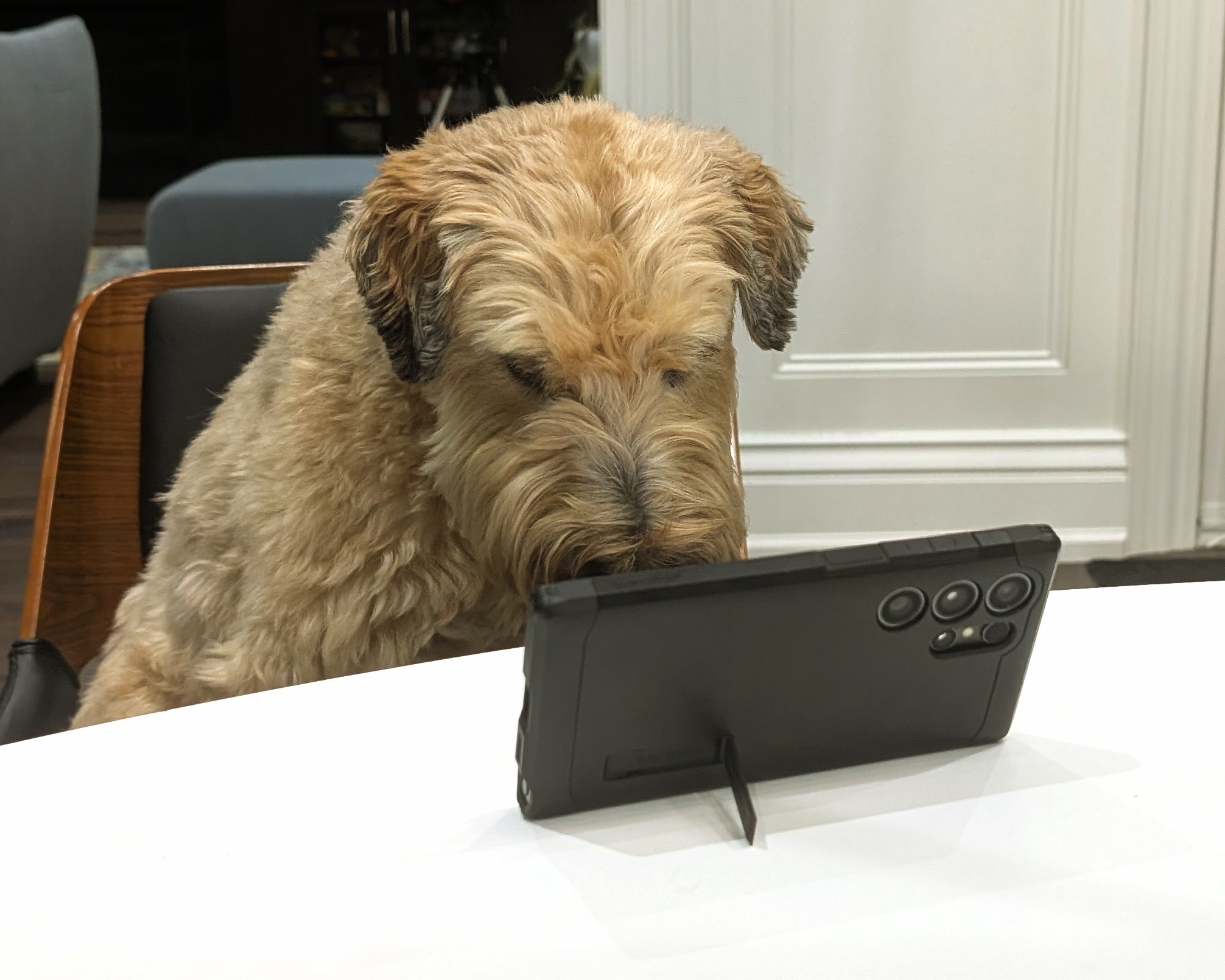 Not me, but my dog Ollie - Wheaten Terrier My dog Ollie